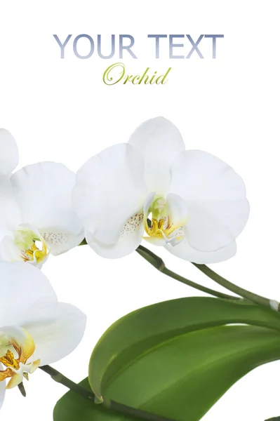 Piękna Biała orchidea na białym tle — Zdjęcie stockowe