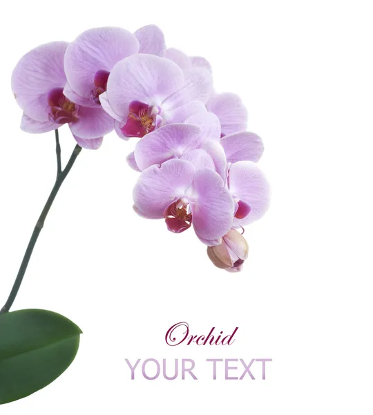 Bela orquídea rosa isolada no branco — Fotografia de Stock