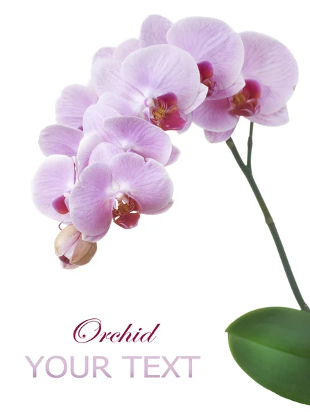 Красива рожева орхідея ізольована на білому — стокове фото