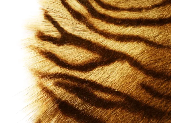Pelle di tigre sopra bianco — Foto Stock