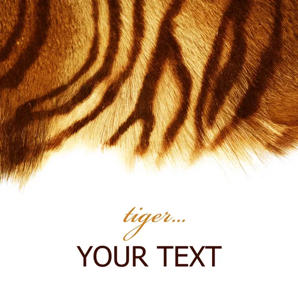 Tigris — Stock Fotó