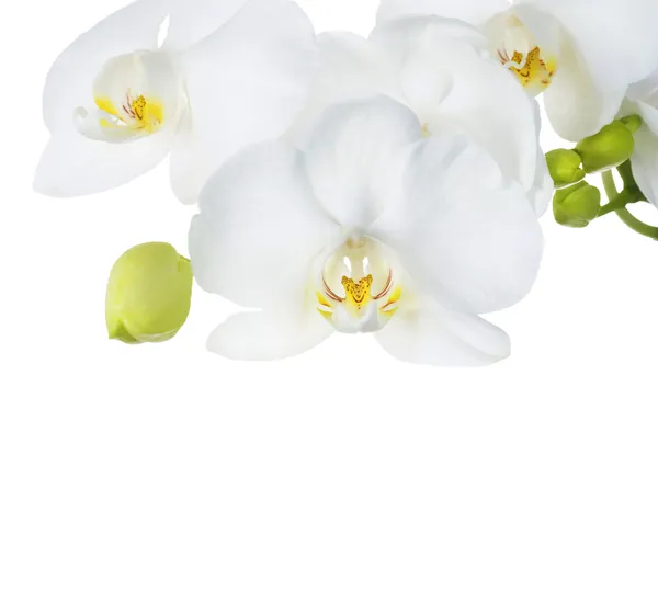 Schöne weiße Orchideen — Stockfoto