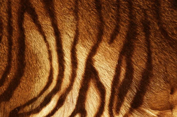 Textura do tigre — Fotografia de Stock