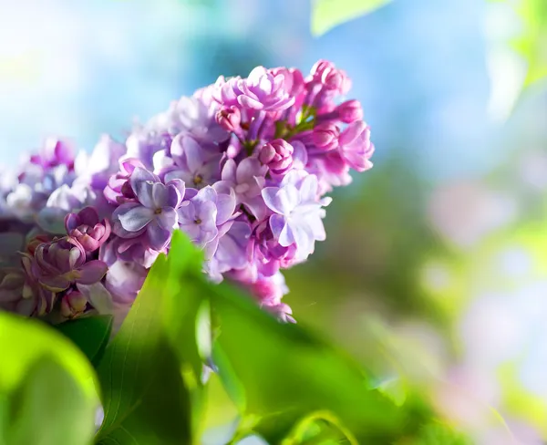 Vacker lila blomma — Stockfoto