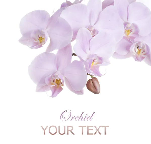 Belle orchidee rosa — Foto Stock