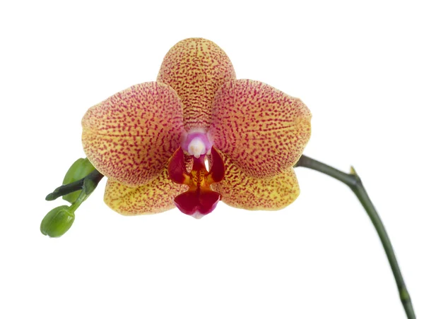 Orchid Flower — Stock Photo, Image