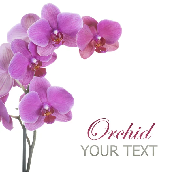 Schöne rosa Orchideen — Stockfoto
