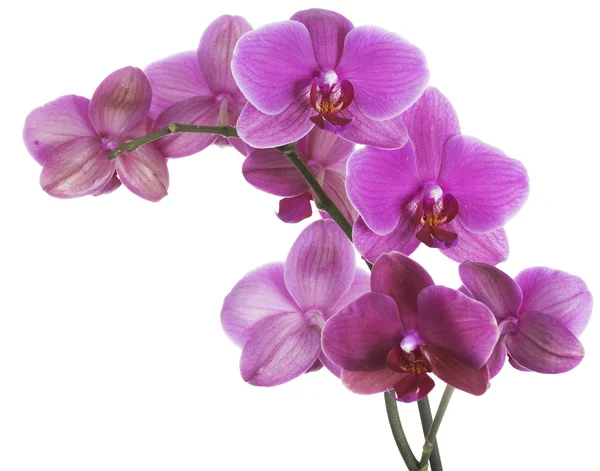 Vackra rosa orkidéer — Stockfoto