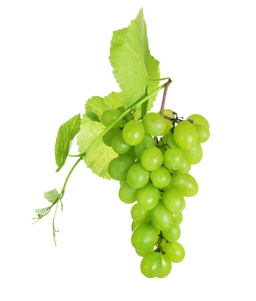 Кластер винограда над белым — стоковое фото