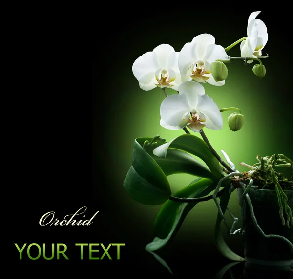 Orchidea na czarno — Zdjęcie stockowe