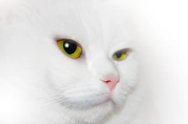 Vit katt närbild — Stockfoto