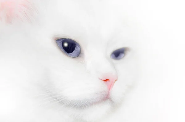 Valkoinen kissa lähikuva — kuvapankkivalokuva