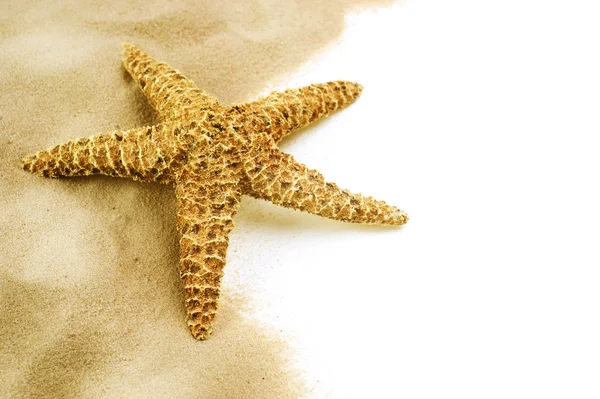 Hvězdice na písku izolovaná na bílém — Stock fotografie
