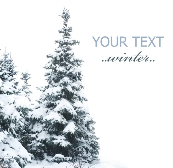 Zimą drzewa granicy na białym tle — Zdjęcie stockowe