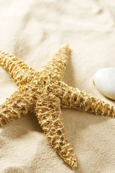 Zeester op het zand. vakantie concept — Stockfoto