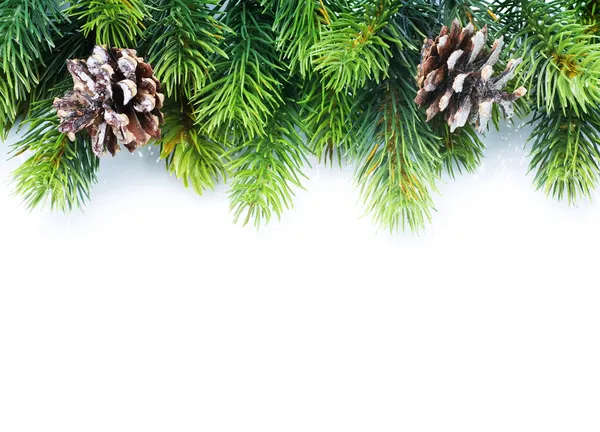 Noel köknar ağacı kenarlık — Stok fotoğraf