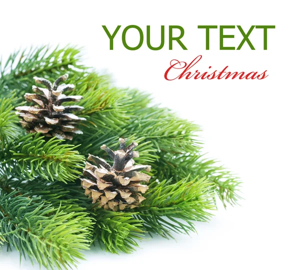 Vánoční jehličnatý strom hranice nad bílá — Stock fotografie