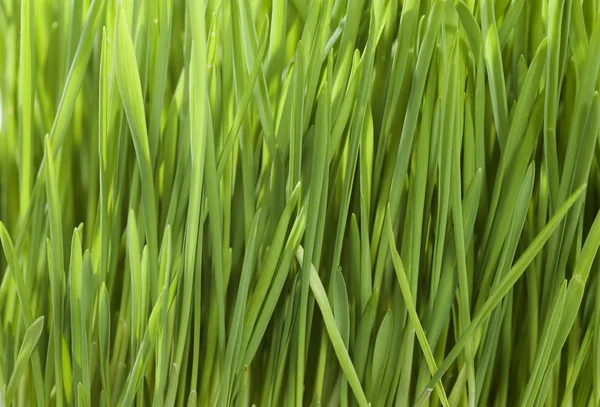 Grama verde — Fotografia de Stock