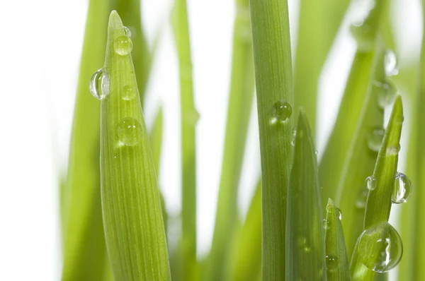 Крупный план свежей зеленой травы — стоковое фото