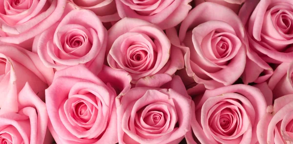 Růžové růže pozadí — Stock fotografie