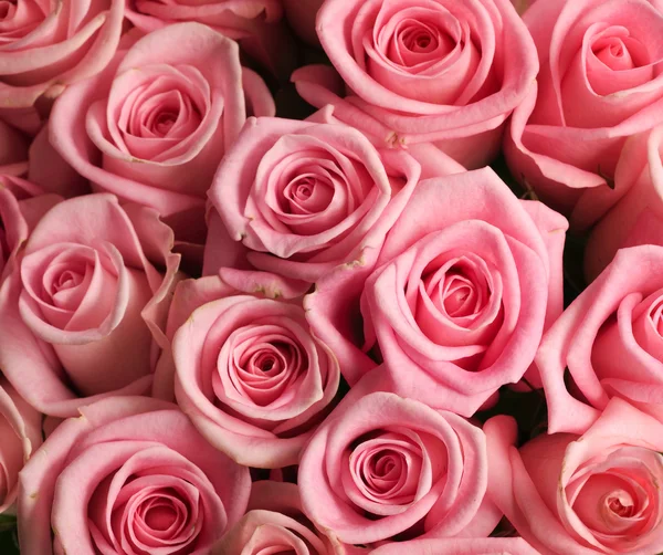Όμορφα τριαντάφυλλα φόντο — Φωτογραφία Αρχείου