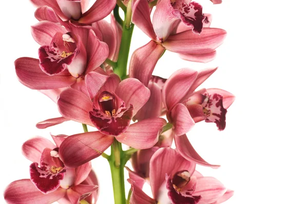 Schöne Orchidee über Weiß — Stockfoto