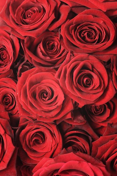 Piros rózsák háttér — Stock Fotó