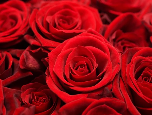 Vermelho rosas fundo — Fotografia de Stock