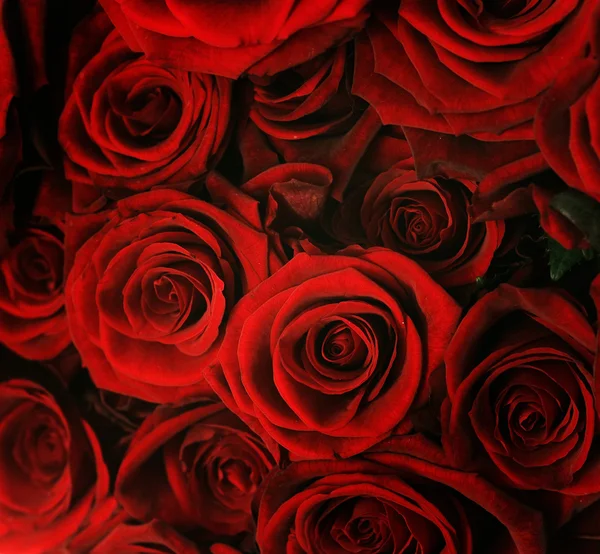 Rote Rosen Hintergrund — Stockfoto