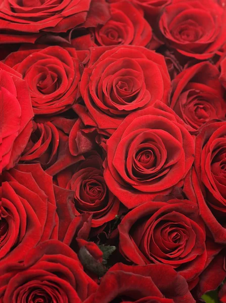 Röda rosor bakgrund — Stockfoto