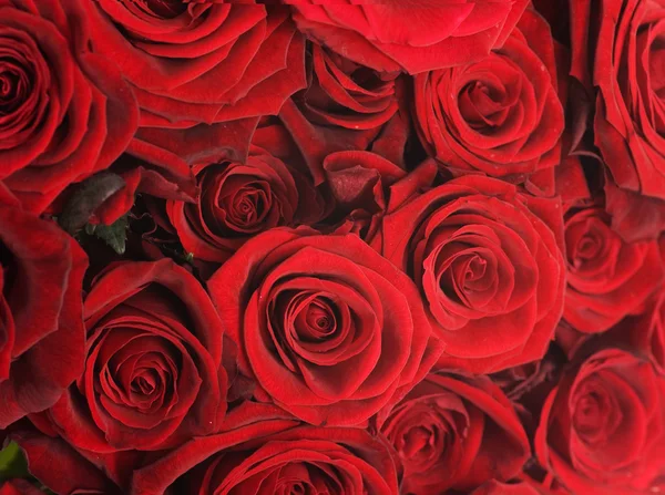 Κόκκινα τριαντάφυλλα φόντο — Φωτογραφία Αρχείου