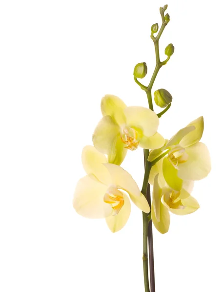 아름 다운 노란 난의 꽃 — 스톡 사진