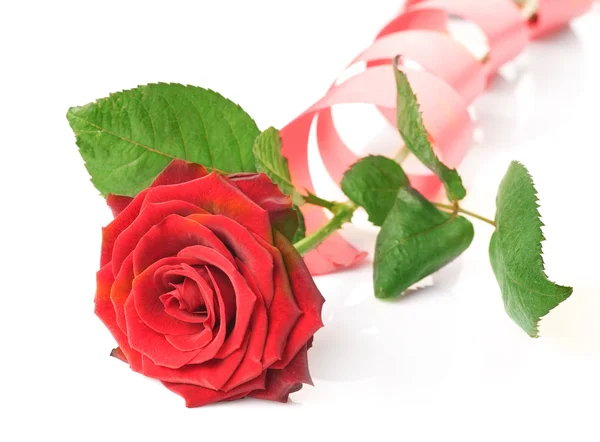 Красная роза и лента — стоковое фото