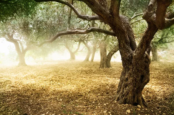 Olivenbäume — Stockfoto