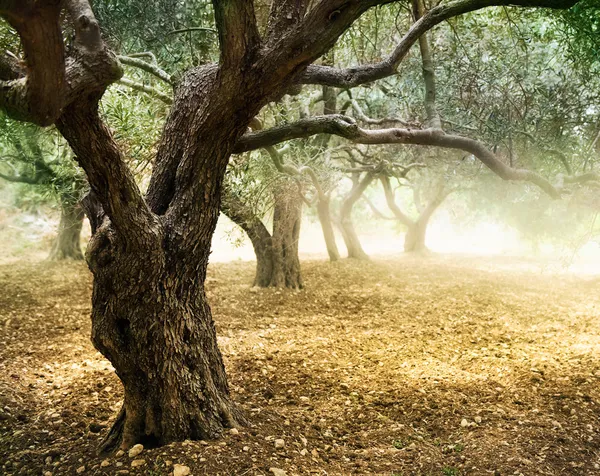 Alte Olivenbäume — Stockfoto