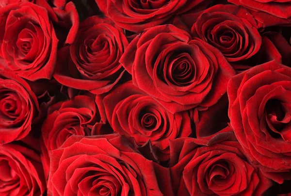 Κόκκινα τριαντάφυλλα φόντο — Φωτογραφία Αρχείου