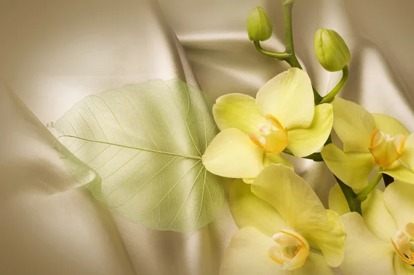 Orquídea y seda —  Fotos de Stock