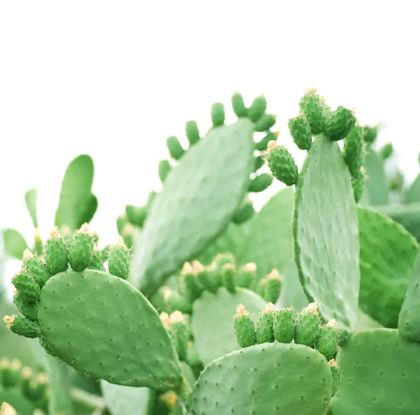 Cactus — Stock Photo, Image