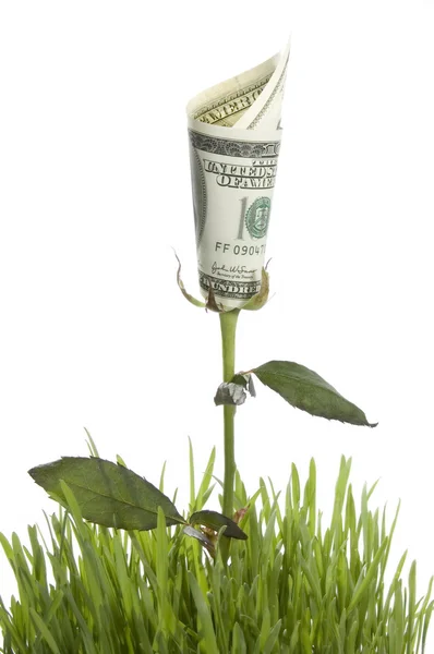 Rostoucí peníze růže. konceptuální obrázek — Stock fotografie
