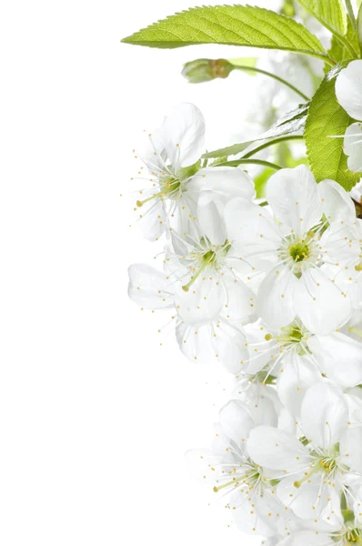 Borde de flores de primavera —  Fotos de Stock