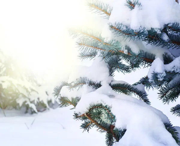 Vinter bakgrund — Stockfoto