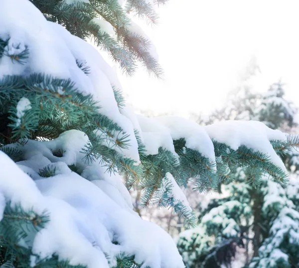 Winter Background — Stock Photo, Image