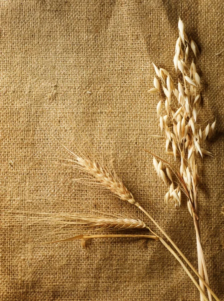 Orejas de trigo sobre fondo de arpillera. Estilo Country. Con espacio de copia — Foto de Stock