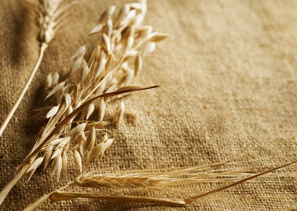 Пшеничные уши граничат на фоне Бурлапа. с копировальным пространством — стоковое фото