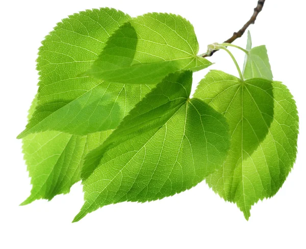Jarní zelené listy nad bílá — Stock fotografie
