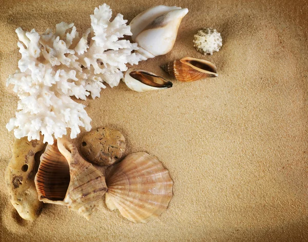 Sea Shells Frame — Stock Photo, Image