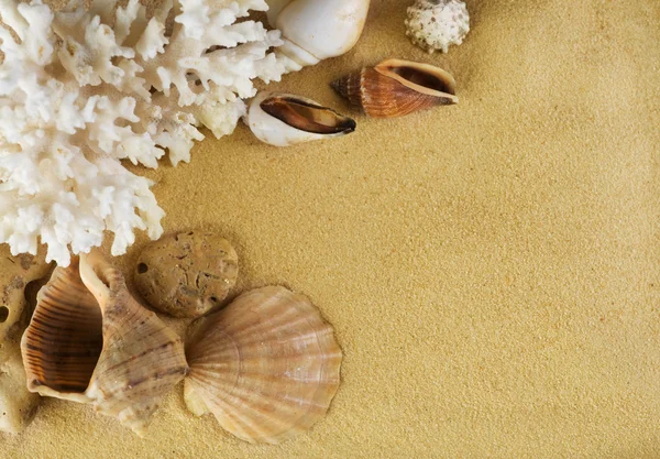 Kagylók a homokon — Stock Fotó