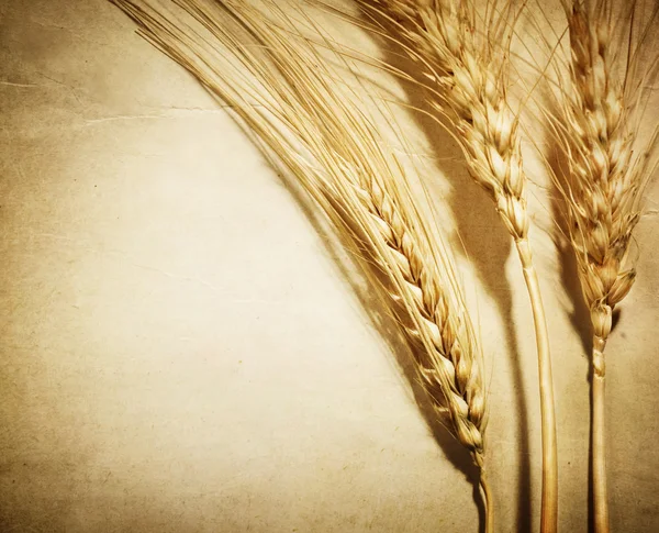 Orejas de trigo retro — Foto de Stock