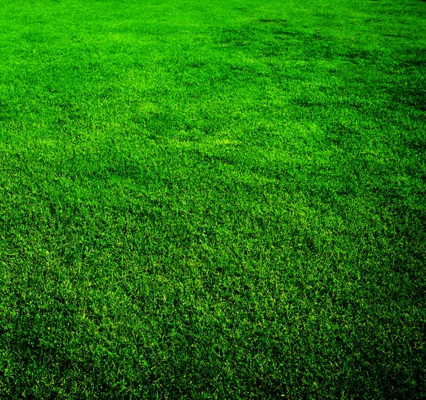 Beau fond d'herbe — Photo