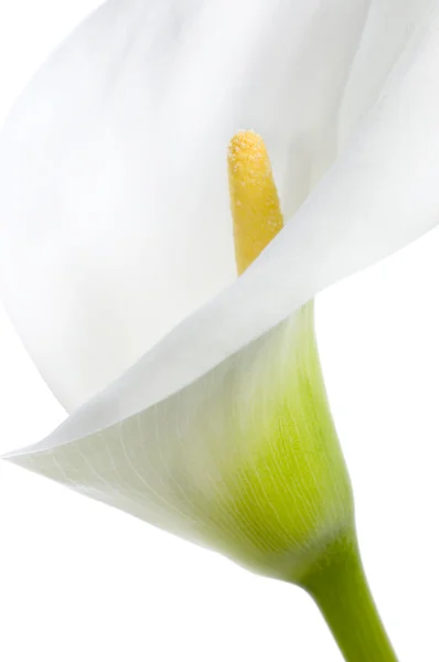 Calla Close-up — Stock Photo, Image